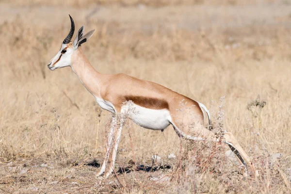 Springbok, Antidorcas marsupialis, ούρηση μεταξύ χόρτο — Φωτογραφία Αρχείου