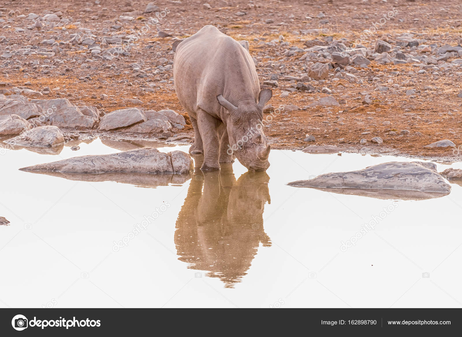 Black rhinoceros drinking water at a waterhole after sunset — Stock