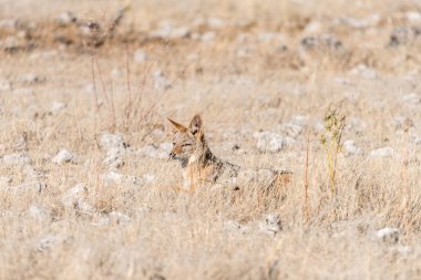 Kara sırtlı çakal, büyük köpek mesomelas, çimenlerde gizleme
