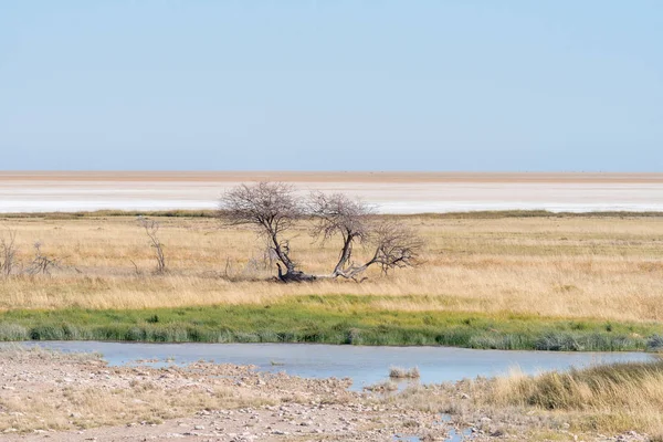 Waterhole, dead tree and the Etosha Pan — Stock Photo, Image