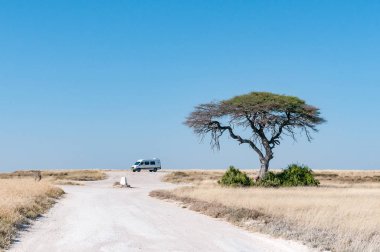 Ağaç ve araç Charitsaub su birikintisinin bakış yönü