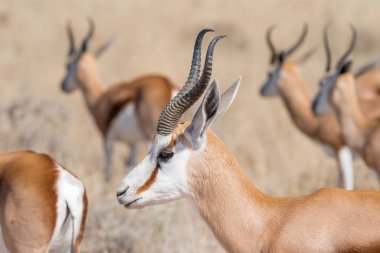 Springbok Antidorcas keseli Close-Up