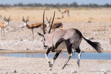 Oryx gemsbok, akan su bir su birikintisinin olarak da bilinir,