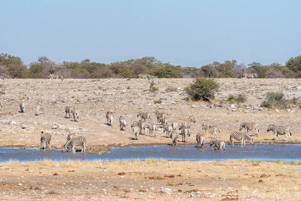 Herd of Burchells zebras, Equus quagga burchellii, at a waterhol — Stock Photo, Image