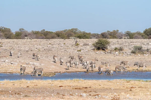 Sürüsü Burchell zebralar, Equus quagga burchellii, bir waterhol