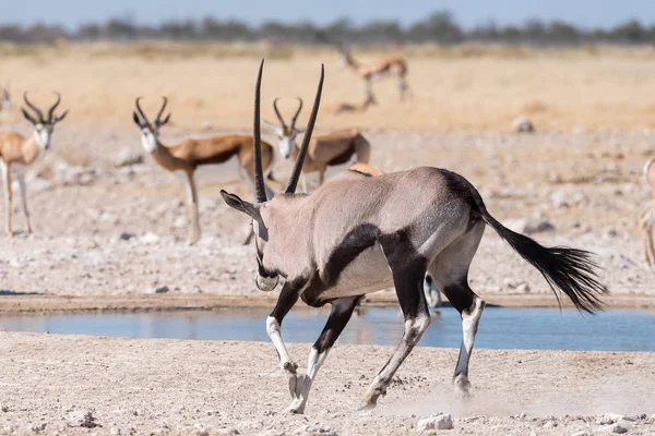 Oryx, também chamado gemsbok, água corrente em um buraco de água — Fotografia de Stock