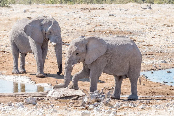Dos jóvenes elefantes toros africanos en un pozo de agua —  Fotos de Stock