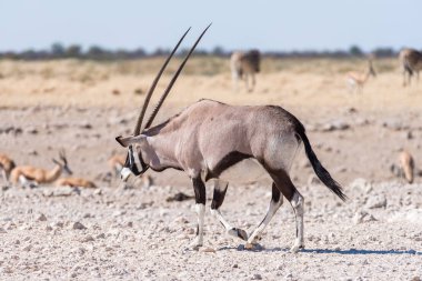 Oryx gemsbok yürüyüş, olarak da bilinir,