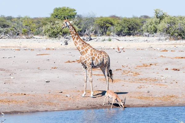 Girafe namibienne et bélier impala noir, au point d'eau — Photo