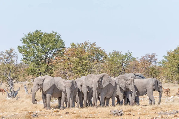 Stádo afrických slonů, Loxodonta af (nazývaný také přehlídka) — Stock fotografie