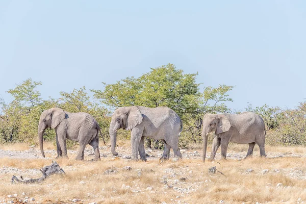 Tres elefantes africanos, Loxodonta africana, caminando — Foto de Stock