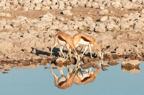 Two springboks with reflections drinking water — Stock Photo, Image