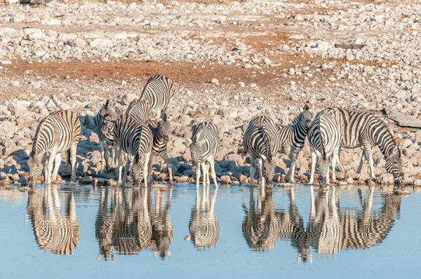 Burchells Zebras (Equus quagga burchellii) com reflexões drin — Fotografia de Stock