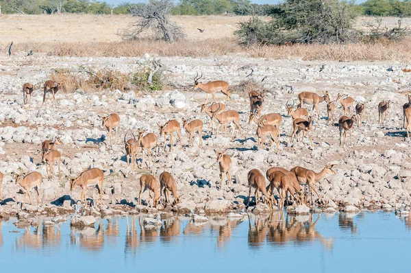 Manada de impalas (Aepyceros melampus) bebiendo agua a la orilla del agua —  Fotos de Stock