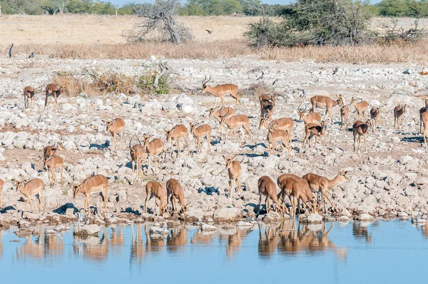 Impalák (Aepyceros melampus) ivóvíz: a waterho állomány — Stock Fotó