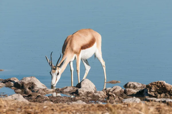 Antilopa skákavá (Antidorcas marsupialis) pitnou vodu do vodní díry — Stock fotografie