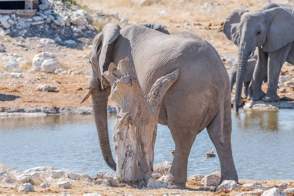 Elefante africano, Loxodonta africana, arranhando contra um morto — Fotografia de Stock