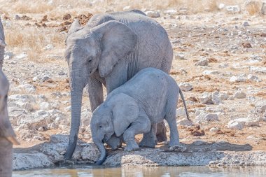 Afrika fili anne ve yavrusu, w içme Loxodonta africana