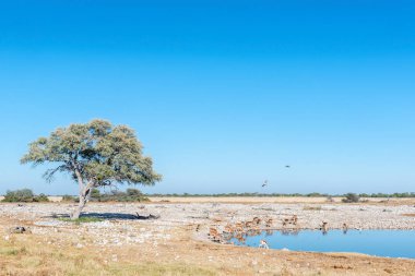 İmpalas (Aepyceros melampus) içme suyu bir waterho at sürüsü