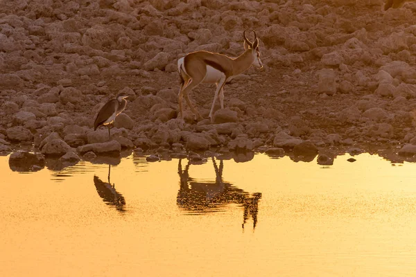 Springbok och Gråhäger med reflektioner vid solnedgången vid vattenhålet — Stockfoto