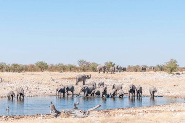 Büyük sürüsü Afrika, bir waterh, Loxodonta africana