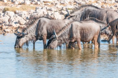 Kuzey Namibi bir ziyarette200 mavi wildebeest içme suyu