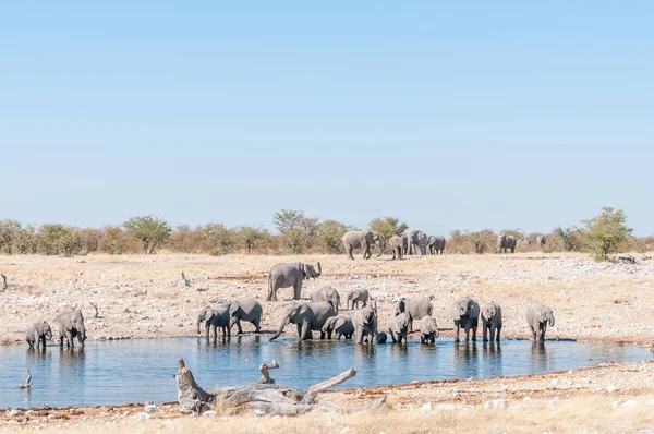 Большое стадо африканских слонов, Loxodonta africana, у реки — стоковое фото