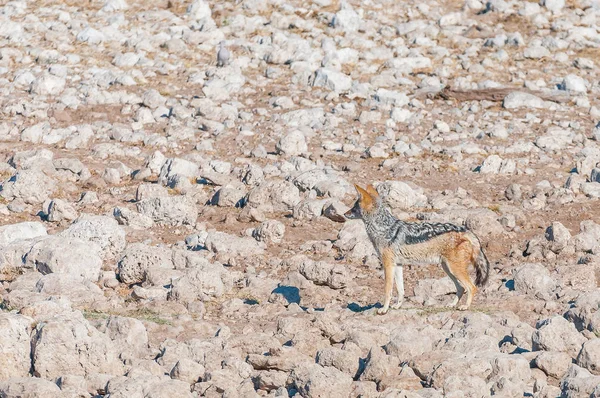 Chacal con respaldo negro entre rocas calcretas blancas — Foto de Stock