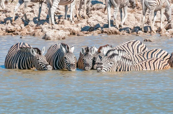 Burchells cebras agua potable en un pozo de agua en el norte de Namib — Foto de Stock