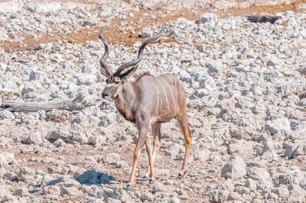 Grande touro kudu, Tragelaphus strepsiceros, caminhando entre whi — Fotografia de Stock