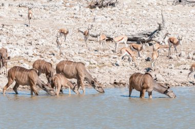 Büyük kudus, yayılım gösterir: strepsiceros, içme suyu