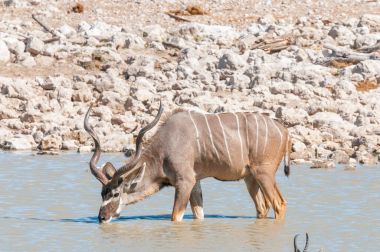 Bir su birikintisinin içme suyuna Büyük kudu boğa