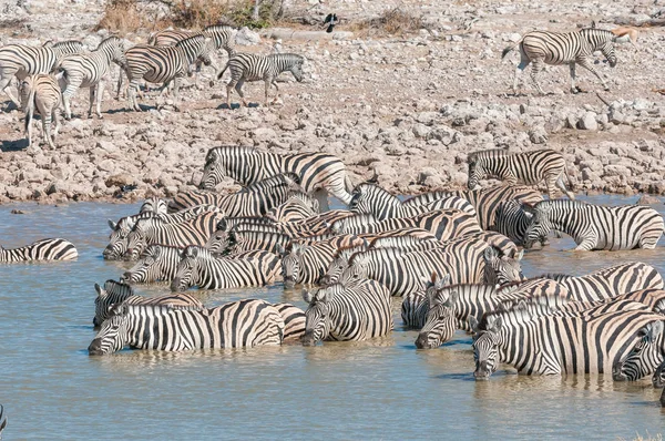 Burchells zebras água potável em um buraco de água no norte da Namíbia — Fotografia de Stock