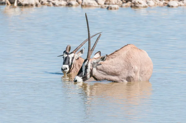 Zwei Oryx, einer mit deformiertem Horn, einer mit gebrochenem Horn — Stockfoto