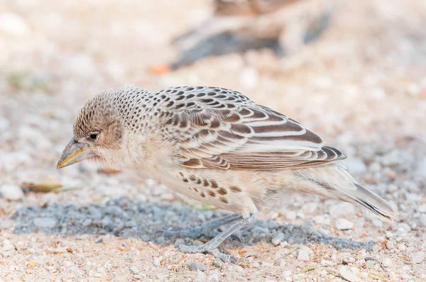 社交的な織工、Philetairus socius、地面に — ストック写真