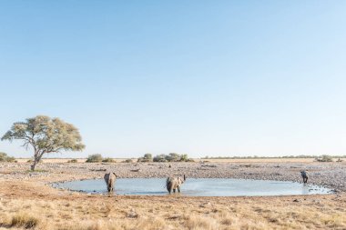 Kuzey Namibya bir ziyarette200 üç Afrika filleri