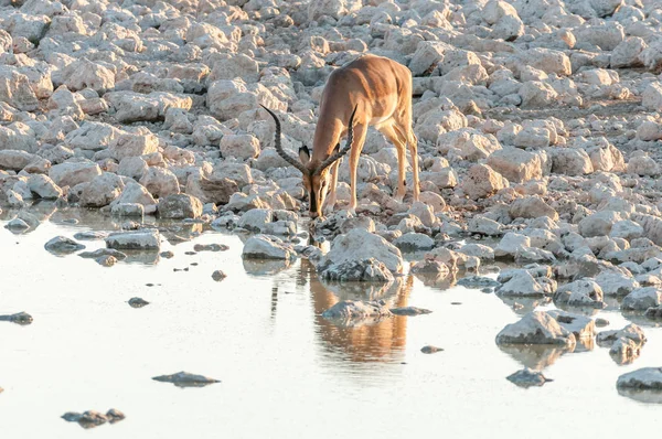 Impala ram, (Aepyceros melampus), drinking water at sunset — Stock Photo, Image