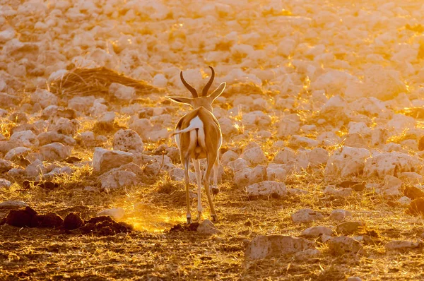 Springbok ram walking in last rays of the setting sun — Stock Photo, Image