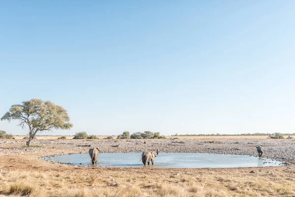 Tre elefanti africani in una pozza d'acqua nella Namibia settentrionale — Foto Stock