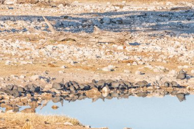 Bir ziyarette200 miğferli beçtavuğu sürüsü