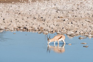 Springbok içme suyunda bir su birikintisinin Kuzey Namibya