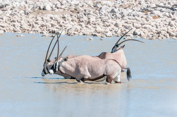 Trois oryx, un avec corne déformée, un avec corne cassée — Photo