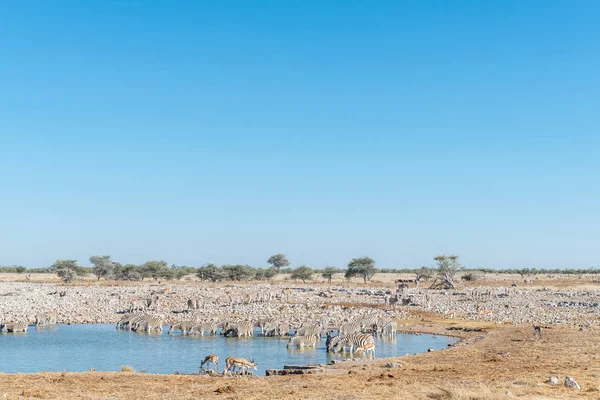 Burchells cebras agua potable en un pozo de agua en el norte de Namib — Foto de Stock