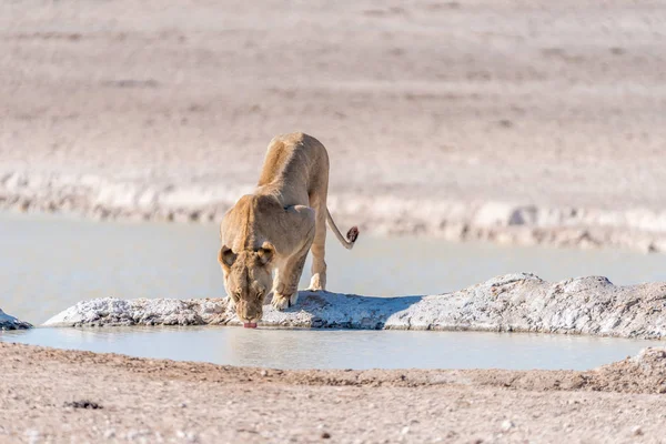 Samica Lwa afrykańskiego, Panthera leo, wody pitnej w waterhole — Zdjęcie stockowe