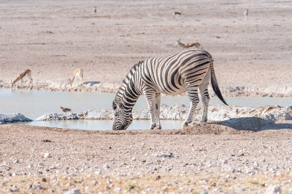 Burchells zebra, Equus quagga burchellii, agua potable en una wa — Foto de Stock