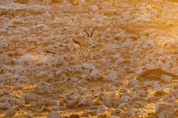 Springbok caminando entre rocas blancas, calcretas, al atardecer — Foto de Stock