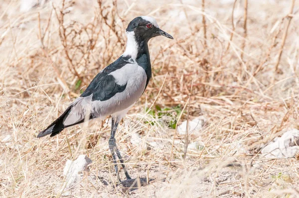 Blacksmith lapwing, also called a blacksmith plover — Stock Photo, Image