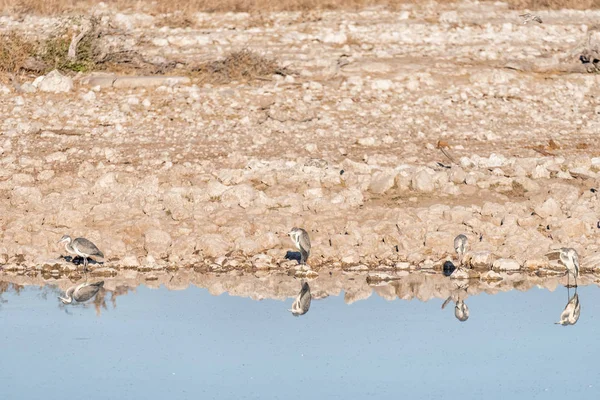 Cuatro garzas grises en un pozo de agua en el norte de Namibia — Foto de Stock