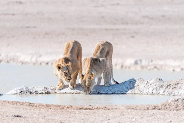 Leões africanos fêmeas, Pantera leo, água potável em um waterhol — Fotografia de Stock