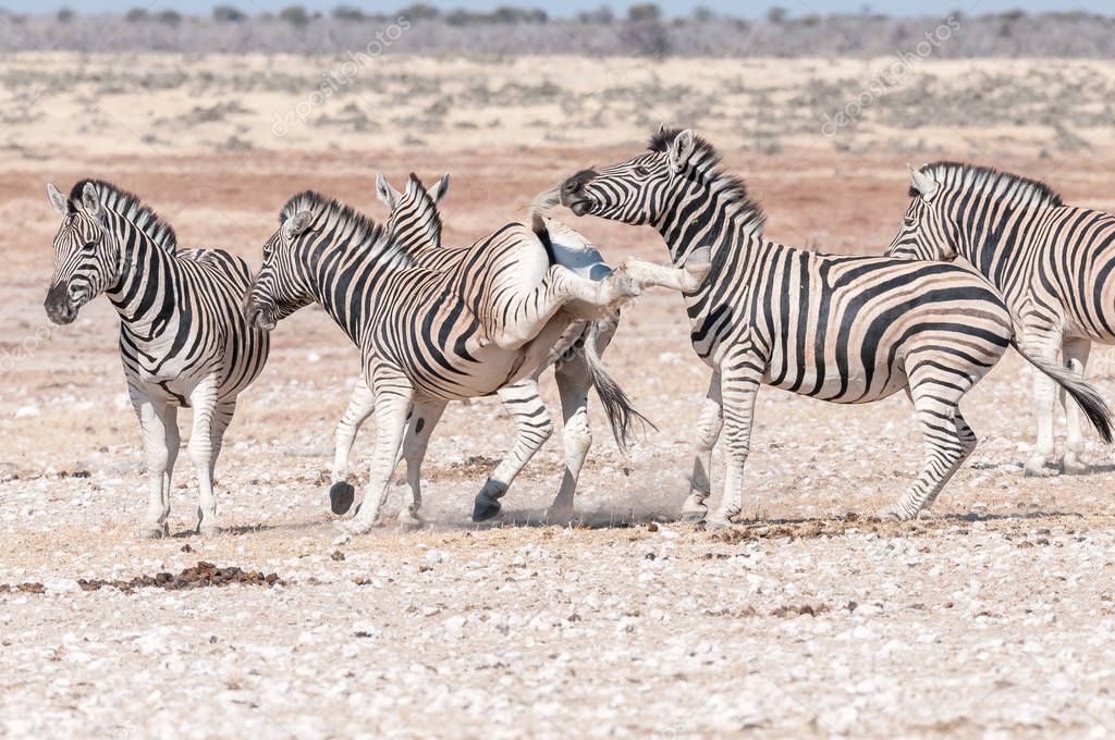 Burchells zebra stallion kicking with both hind legs during figh